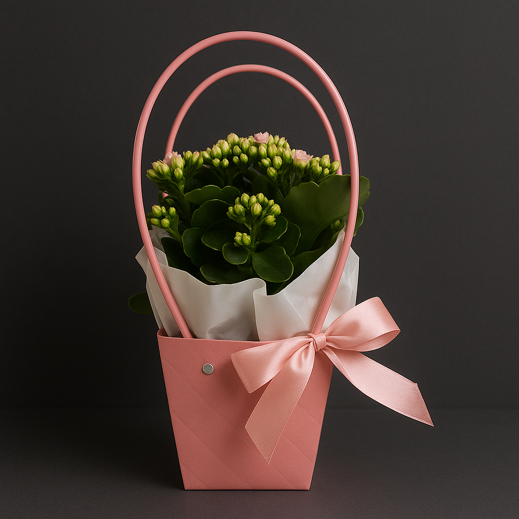 kalanchoe kalanchoe