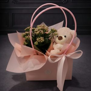 kalanchoe z misiem
